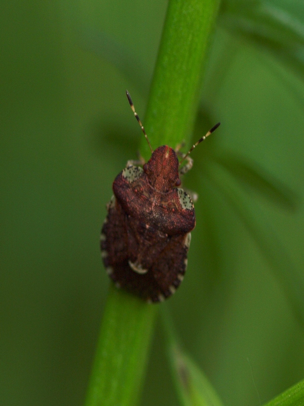 Pentatomidae: Dyroderes umbraculatus di Quinto di Treviso